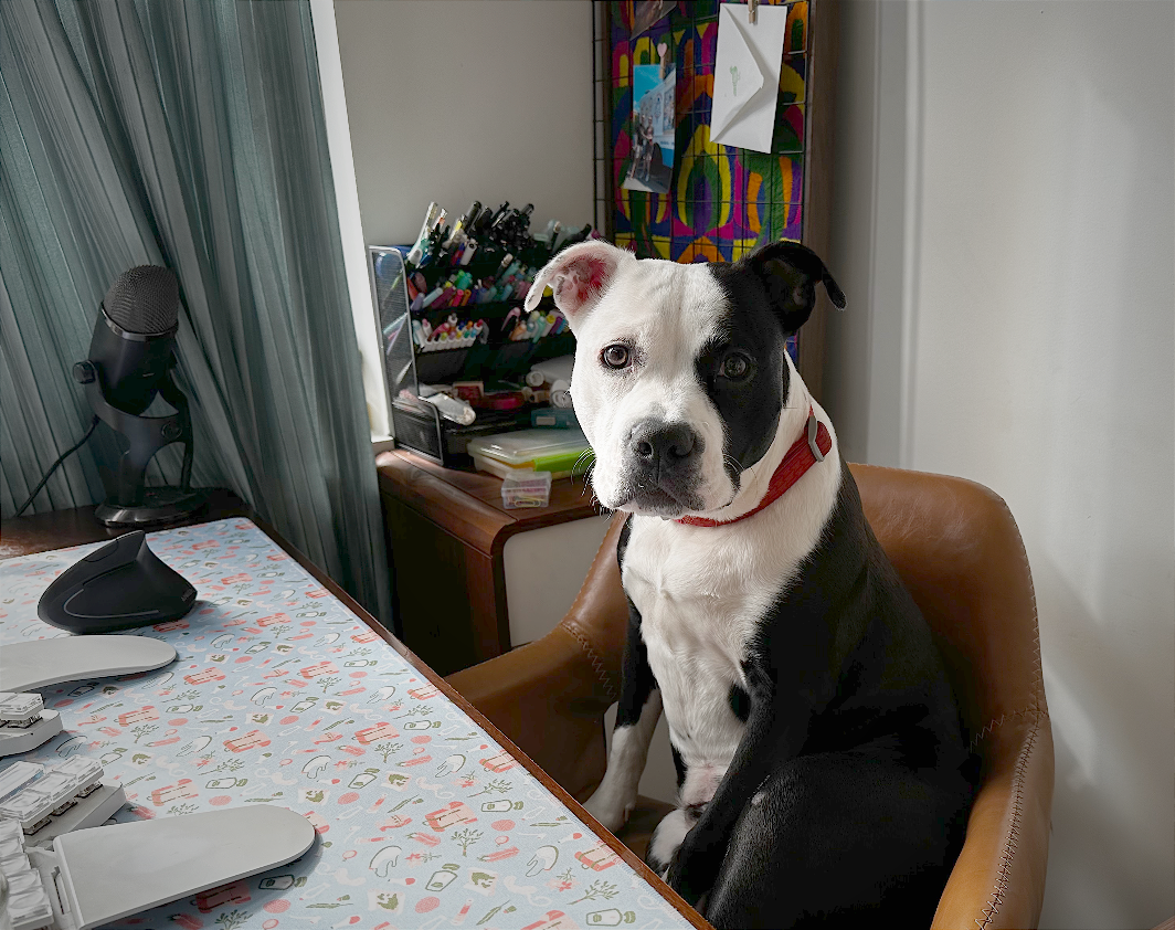 A cute dog at a desk doing important work